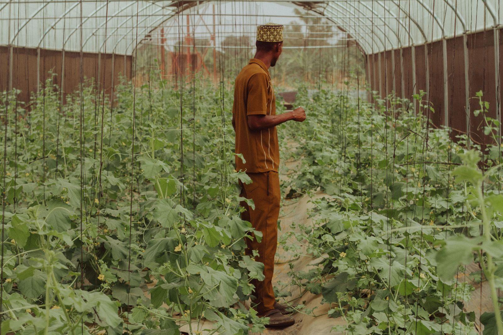 A man inspects the growth of plants in a modern greenhouse in Zaria, Nigeria.