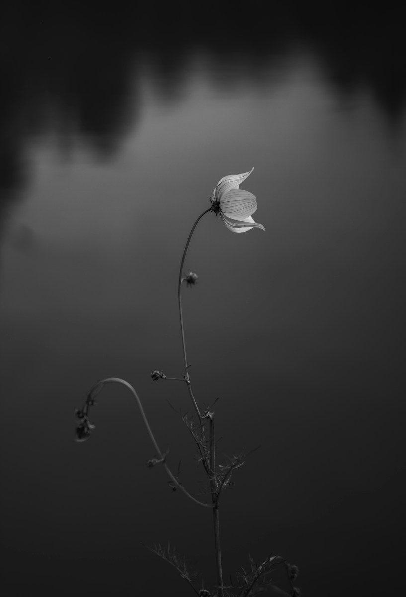 A delicate flower on a thin stem against a dark moody background in black and white