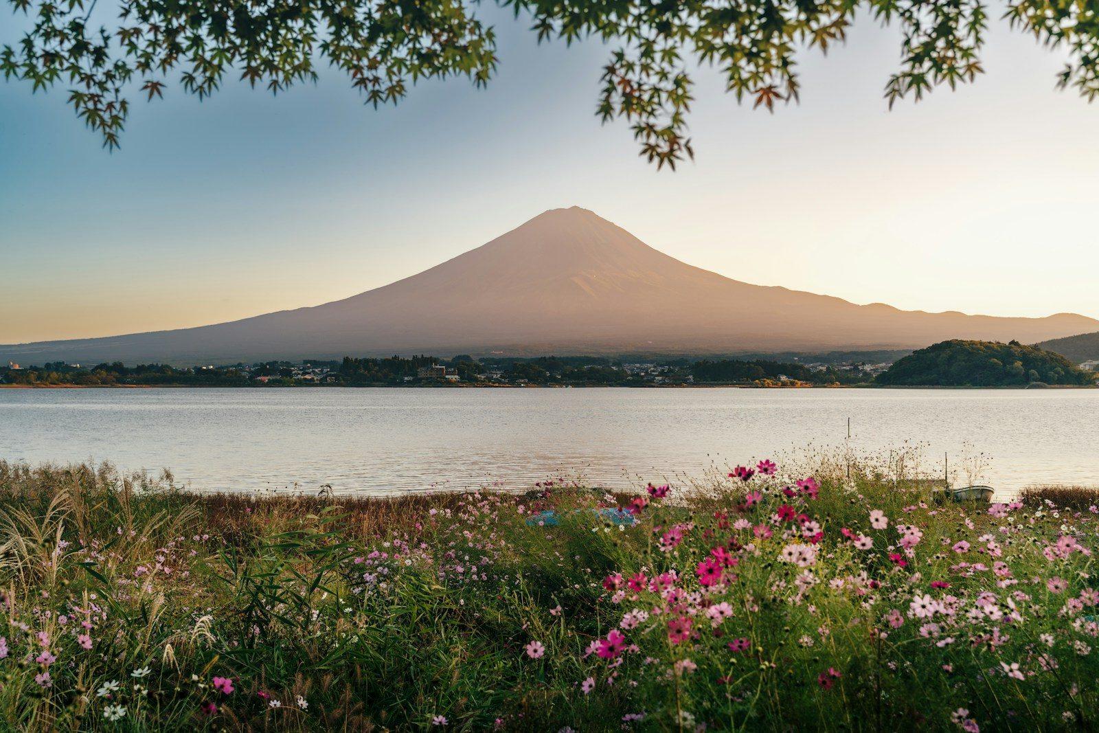 Mount Fuji rising above a lake with pink cosmos flowers in the foreground