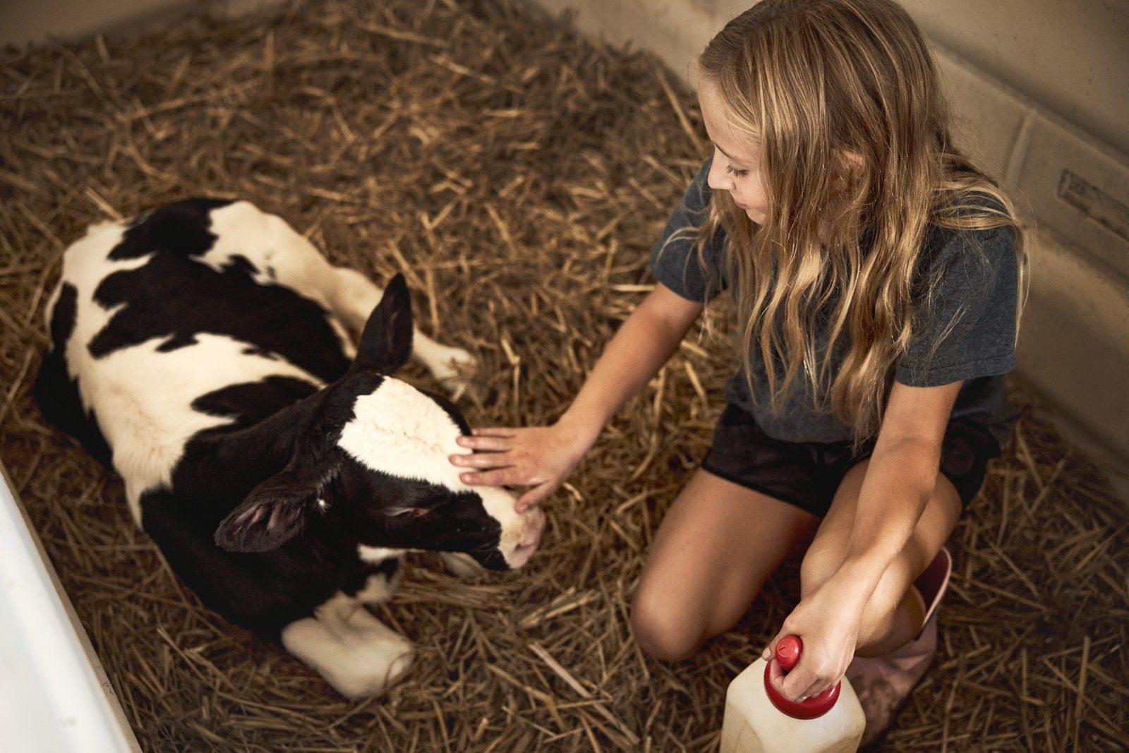 Feeding a calf